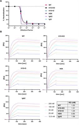 Implications of O-glycan modifications in the hinge region of a plant-produced SARS-CoV-2-IgA antibody on functionality
